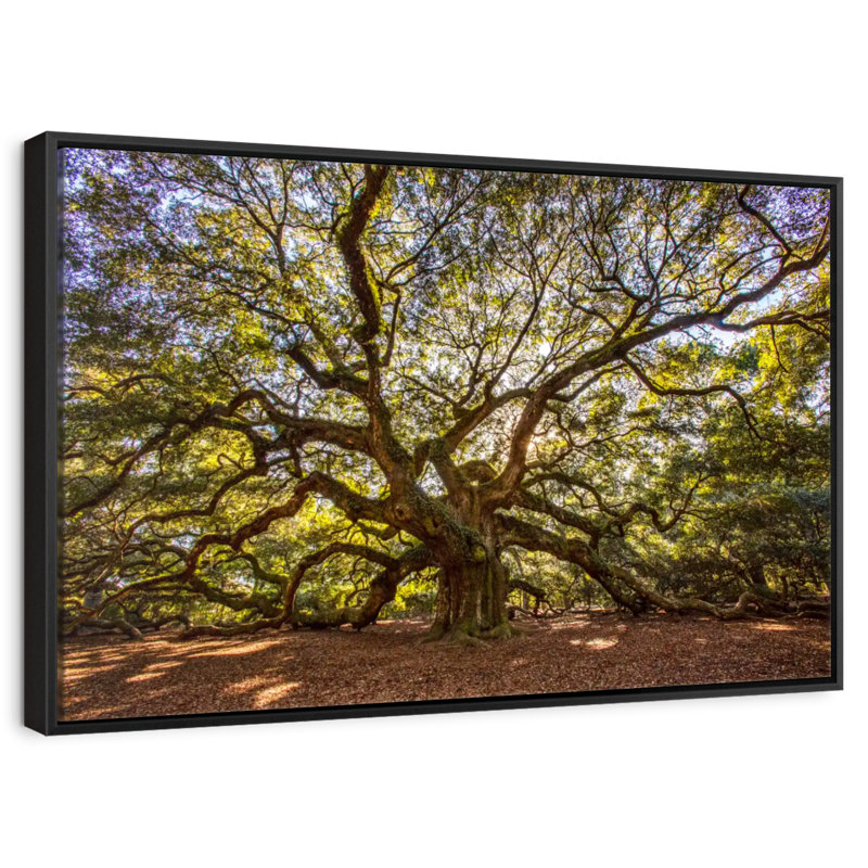 Chêne ange noueux, Cadre flottant noir, 37 po x 25 po