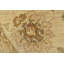 Tapis beige unique de 9 pi x 9 pi 1 po