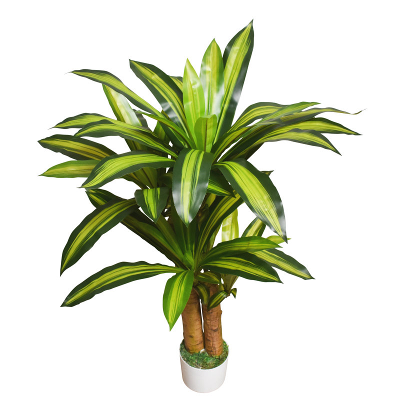 40 po Dracaena plante en pot blanc