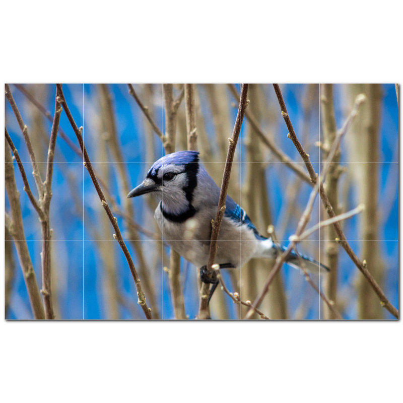 Photo d'oiseau 8 x 8