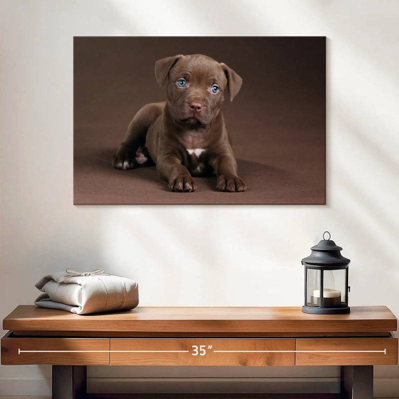 Chiot Brampt Pit Bull, H 16 po x l 24 po