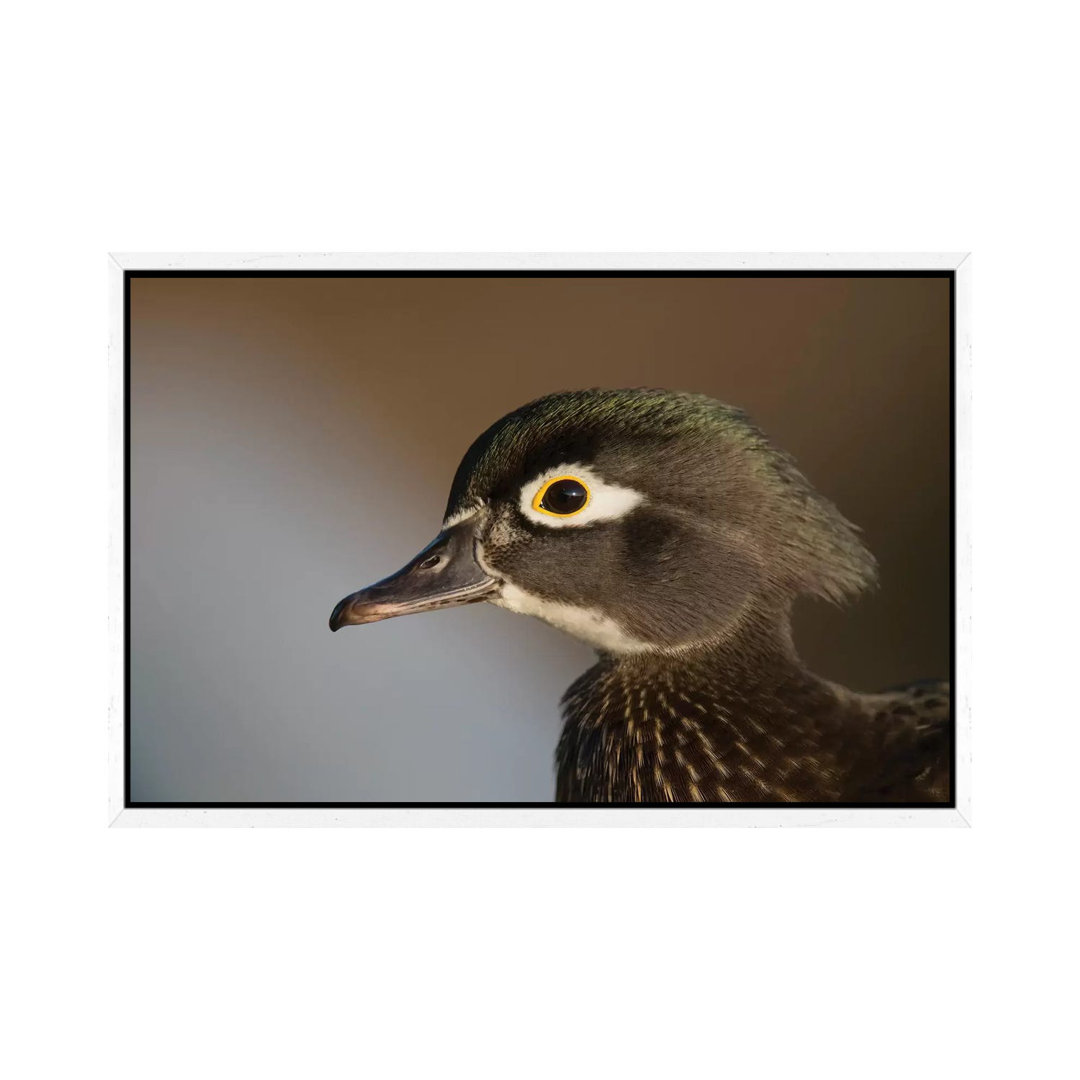 Wood Duck Female, Close-Up Of Head. von Richard Wright - Gallery-Wrapped Canvas Giclée on Canvas