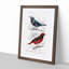 Bird Illustrations PL. 52 by Charles d Orbigny - Framed Print-55457147-55457150