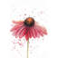 Rose marguerite - imprimé floral mat rose encadré pour la décoration intérieure-627619630