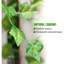 5cm Garland