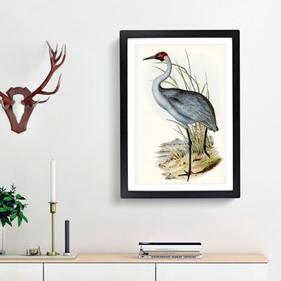 Australian Crane by Elizabeth Gould - Framed Print