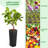 Tameiko Pot Planter-1811541199