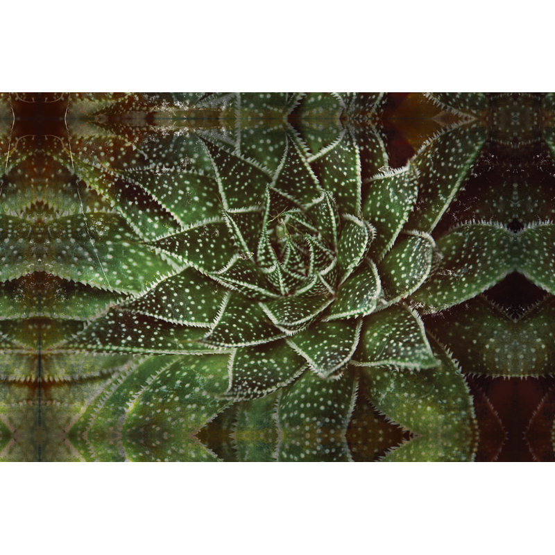Photo Succulent Spotty Dark - Wrapped Canvas Print, 30cm H x 46cm W x 3.8cm D
