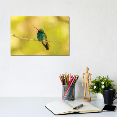 USA, Arizona, Arizona-Sonora Desert Museum. Male Broad-billed Hummingbird On Limb. by Jaynes Gallery - Wrapped Canvas Gallery-Wrapped Canvas Giclée