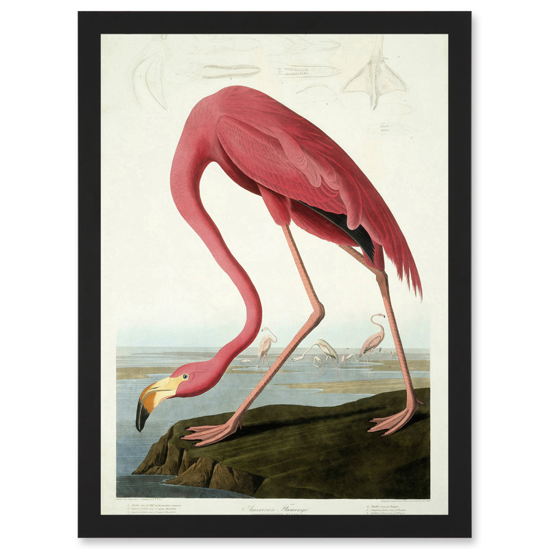 American Flamingo by John James Audubon - Single Picture Frame Painting