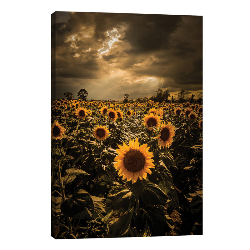 Sunflowers 1 Piece Wrapped Canvas Wall Art, 45.72cm H x 30.48cm W x 1.91cm D