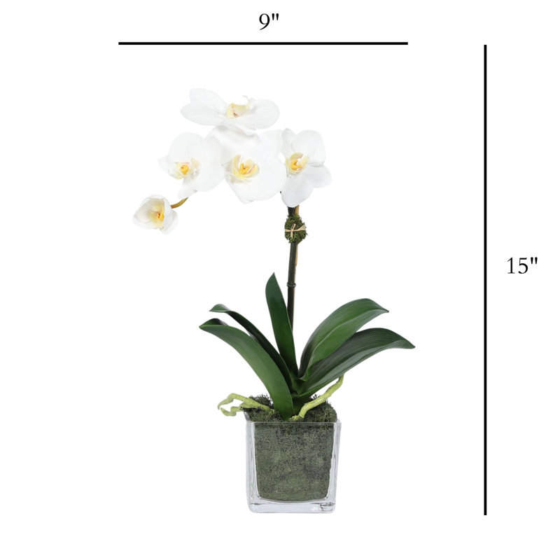 Orchid Arrangement In Square Glass Vase, White