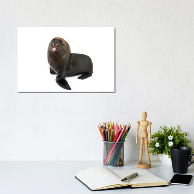 An Endangered, 12-Yr-Old Australian Sea Lion Named Malie, At The Taronga Zoo II 1 Piece Wrapped Canvas Wall Art