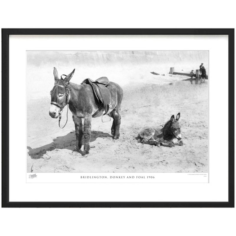 Bridlington, Donkey And Foal 1906 by Francis Frith - Single Picture Frame Print, 28cm H x 36cm W x 2.3cm D
