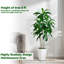152.4cm Tree