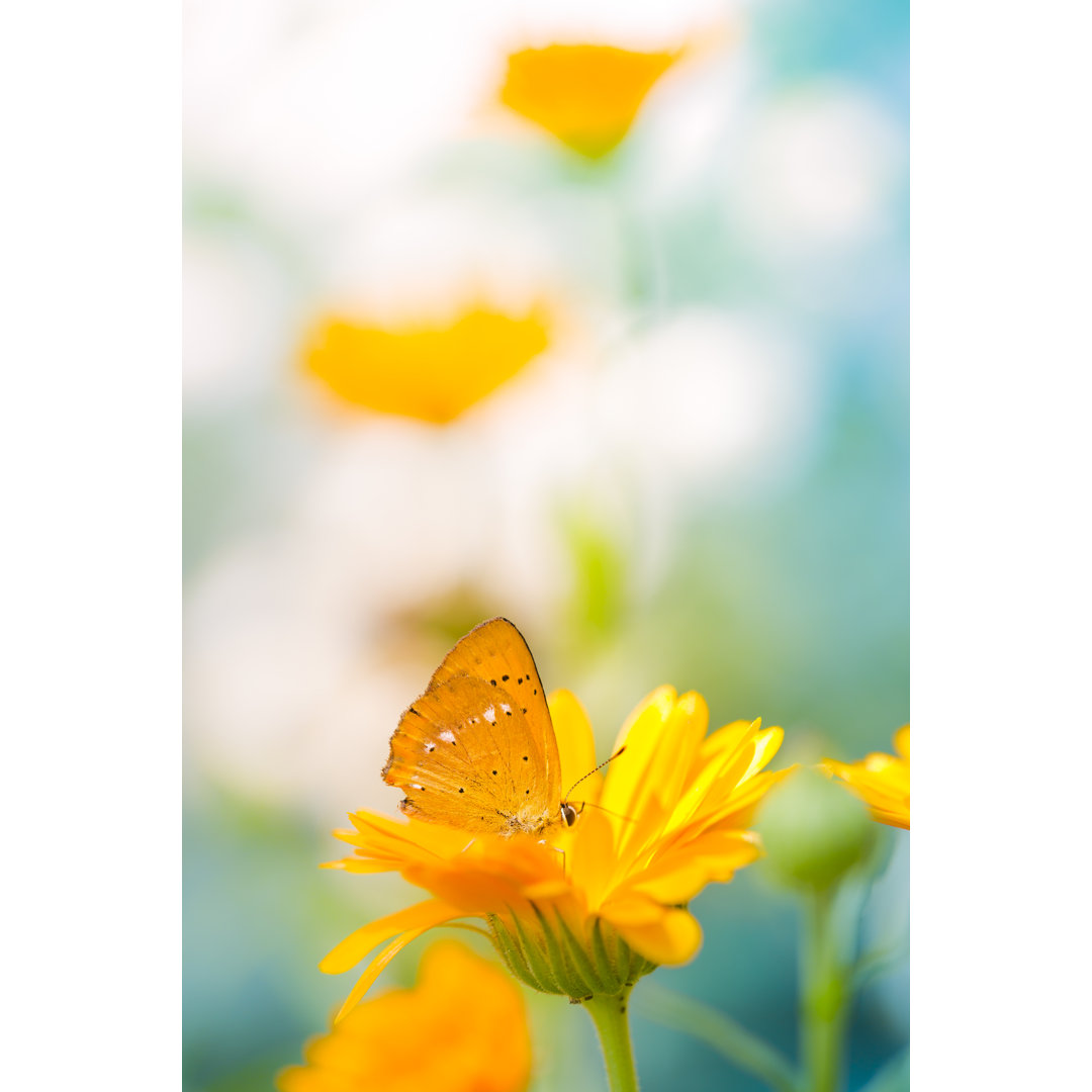 Seltener Kupferschmetterling - Druck