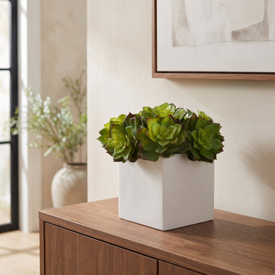 Echeveria Succulent Arrangement in Fiberstone Pot
