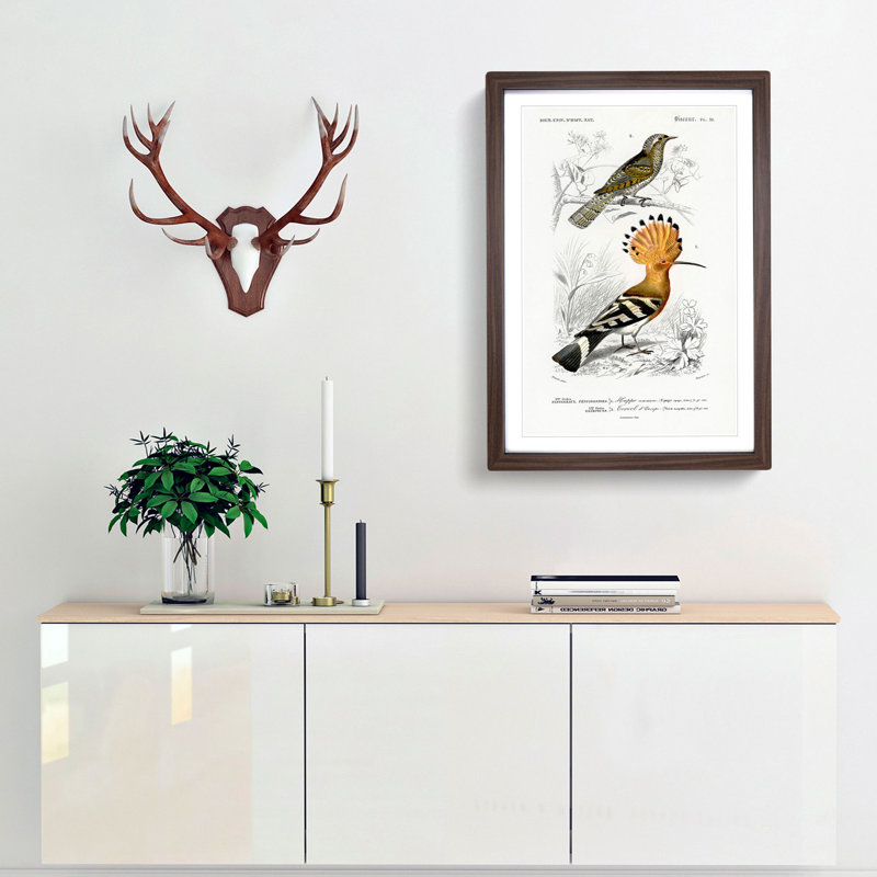 Bird Illustrations PL. 51 by Charles d Orbigny - Framed Print, 33cm H x 24cm W x 2cm D, Walnut Framed