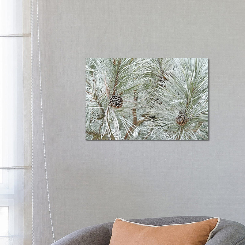 Pine Cones And Rime Ice by Brian Wolf - Wrapped Canvas Print