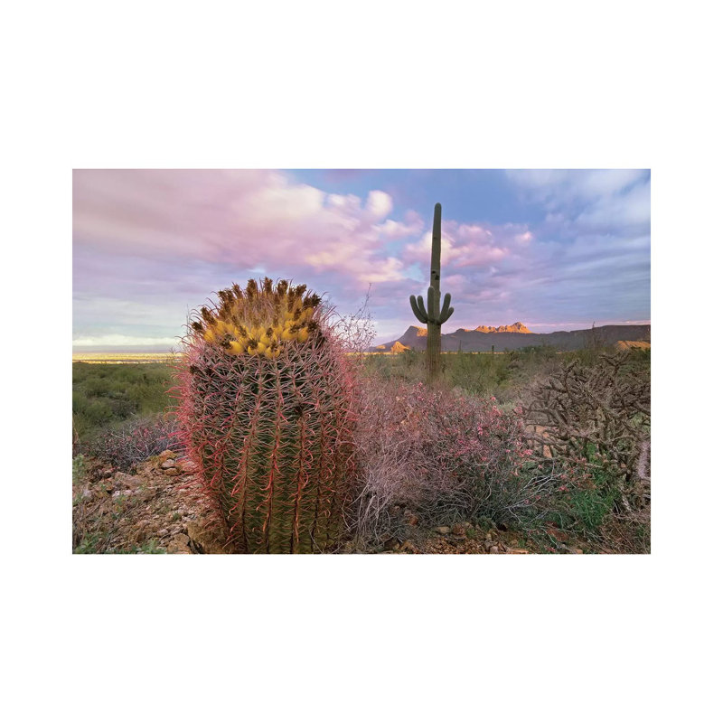 Saguaro And Giant Barrel Cactus With Panther And Safford Peaks In Distance, Saguaro National Park, Arizona - Wrapped Canvas Print