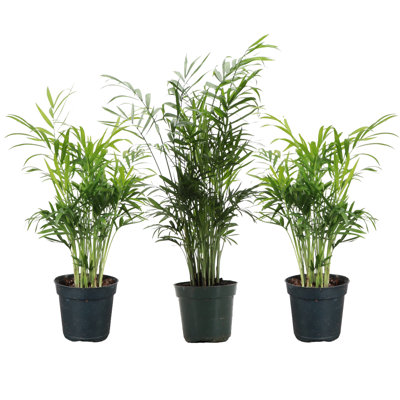 Live Parlor Palm Plant Set