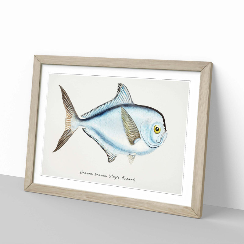 Illustration of a Rays Bream Fish by F.E. Clarke - Picture Frame Graphic Art Print, 36cm H x 48cm W x 2cm D, Oak Framed