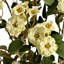 Arrangement-34404672