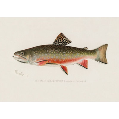 ArtDirect Pictufy Gallery Wrapped Canvas Art Titled: Male Brook Trout