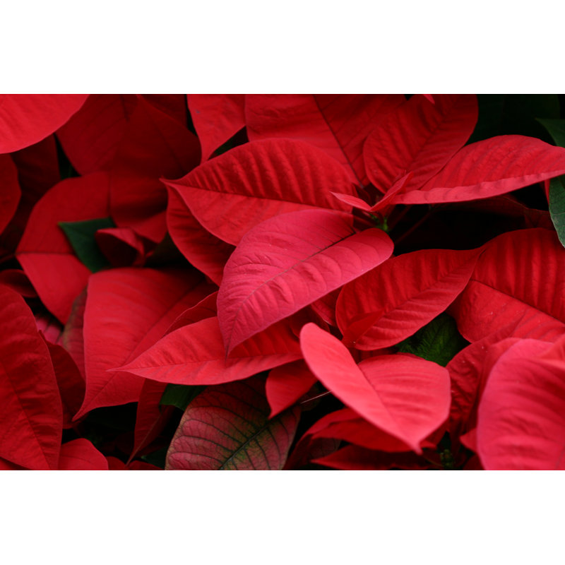 Fond de poinsettias par Whirler, H 24 po x l 36 po