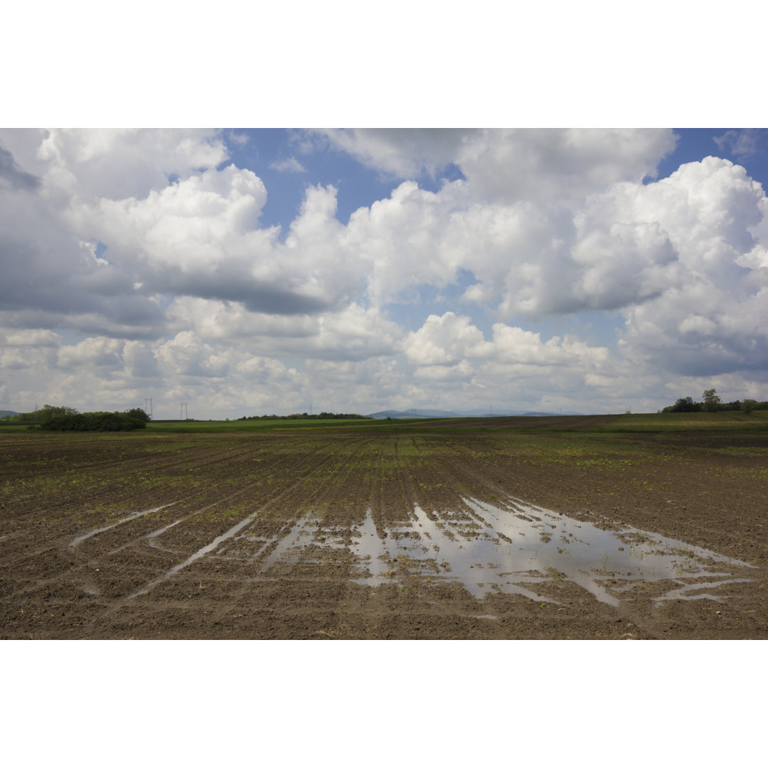 Feld mit gekeimtem Saatgut von Marccophoto - Drucken