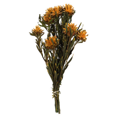 Preserved Plumosum Arrangement