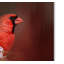 «Cardinal in Antique Red» de Vidur, impression sur toile tendue-22073635