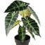 18 plantes