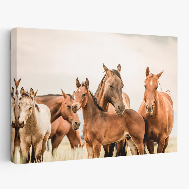 Hartville - photographie, animaux, faune, chevaux, art, H 16 po x l 24 po