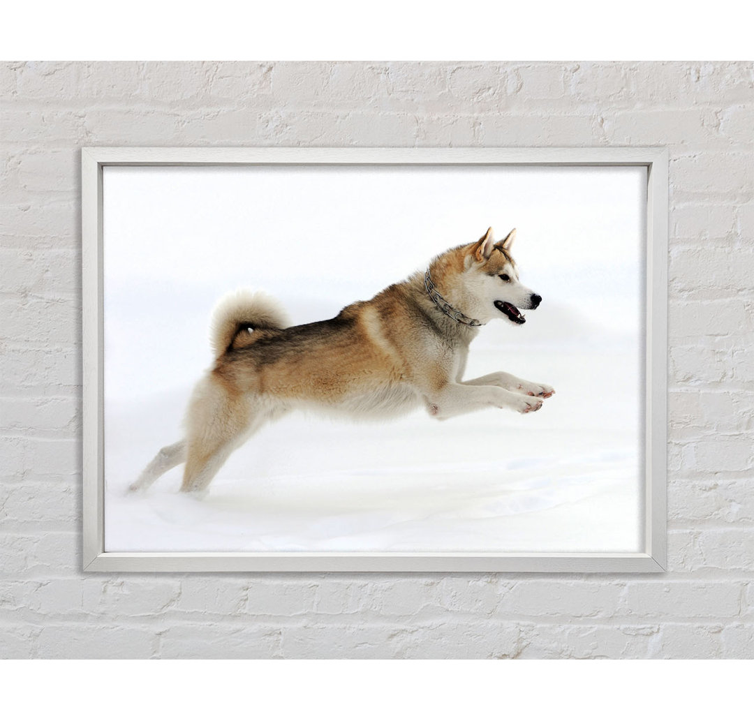 Husky Hund Schneespiel - Einzelner Bilderrahmen Kunstdrucke auf Leinwand