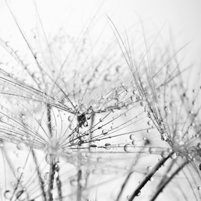 Wet Dandelion by Suntrap - Wrapped Canvas Print