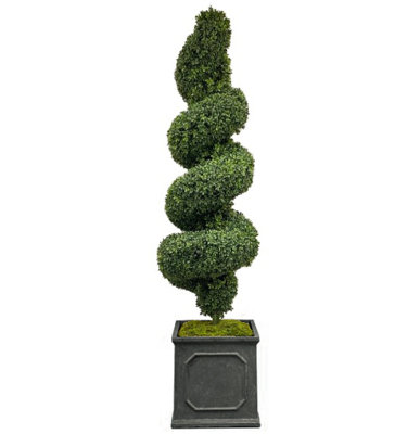 SPIRAL BOXWOOD IN A PLANTER