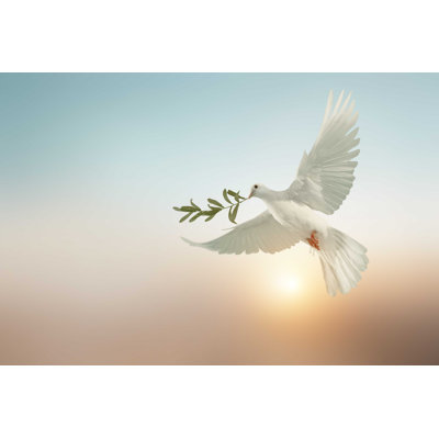 Pigeon blanc - photographie sur toile tendue