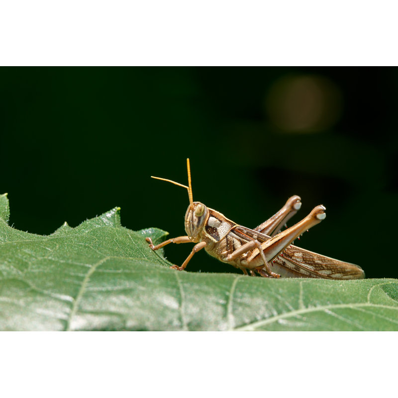 Grasshopper on Goldenrod par Banjongseal324 - Photographie sur toile tendue, L 12 po x H 8 po