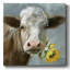 Vache Betsy-302914317