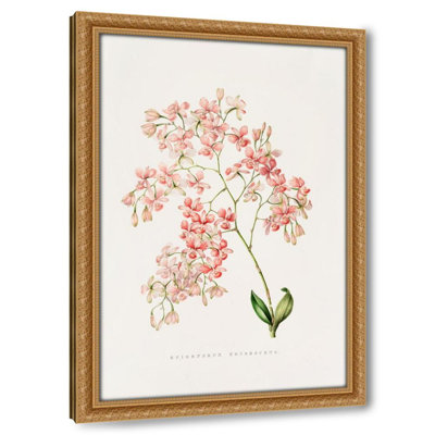 Epidendrum Erubescens (1837-1843)