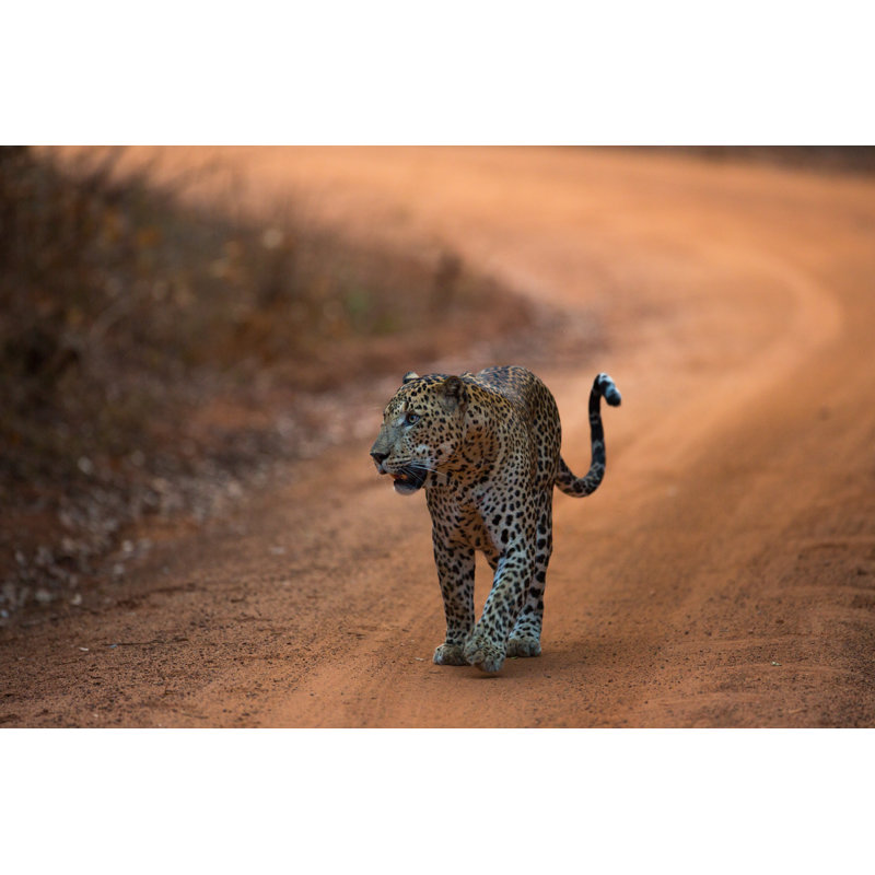Leopard by Dyan_k - Wrapped Canvas Print, 30cm H x 46cm W