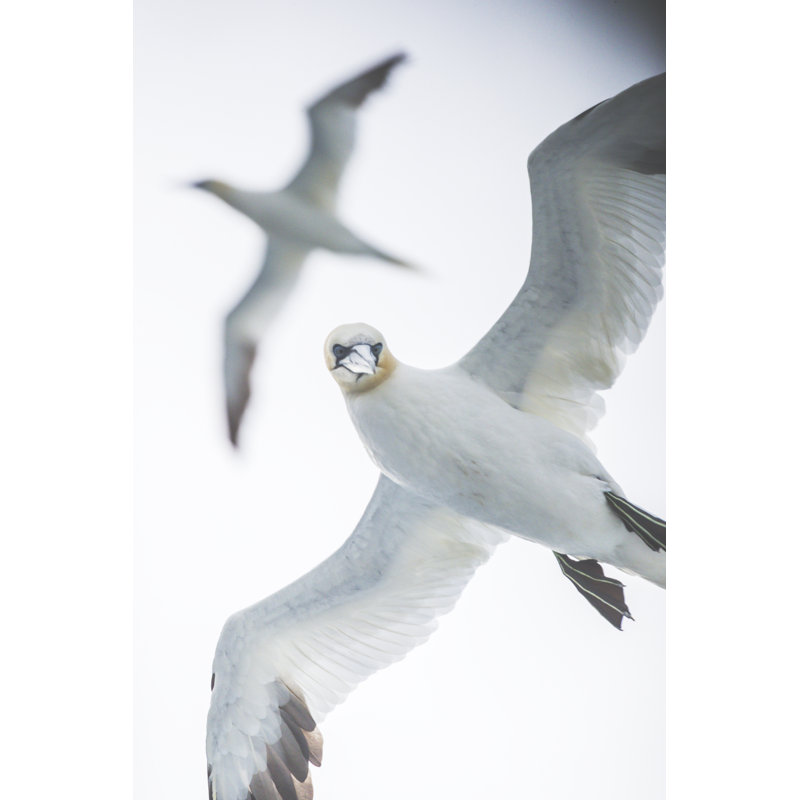 Northern Gannet Bird Out At Sea by Piola666 - No Frame Print on Canvas, 30cm H x 20cm W