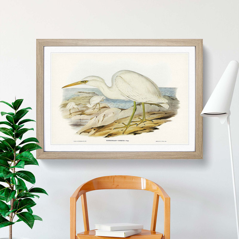 White Reef Herons by Elizabeth Gould - Framed Print, 27cm H x 36cm W x 2cm D, Oak Framed