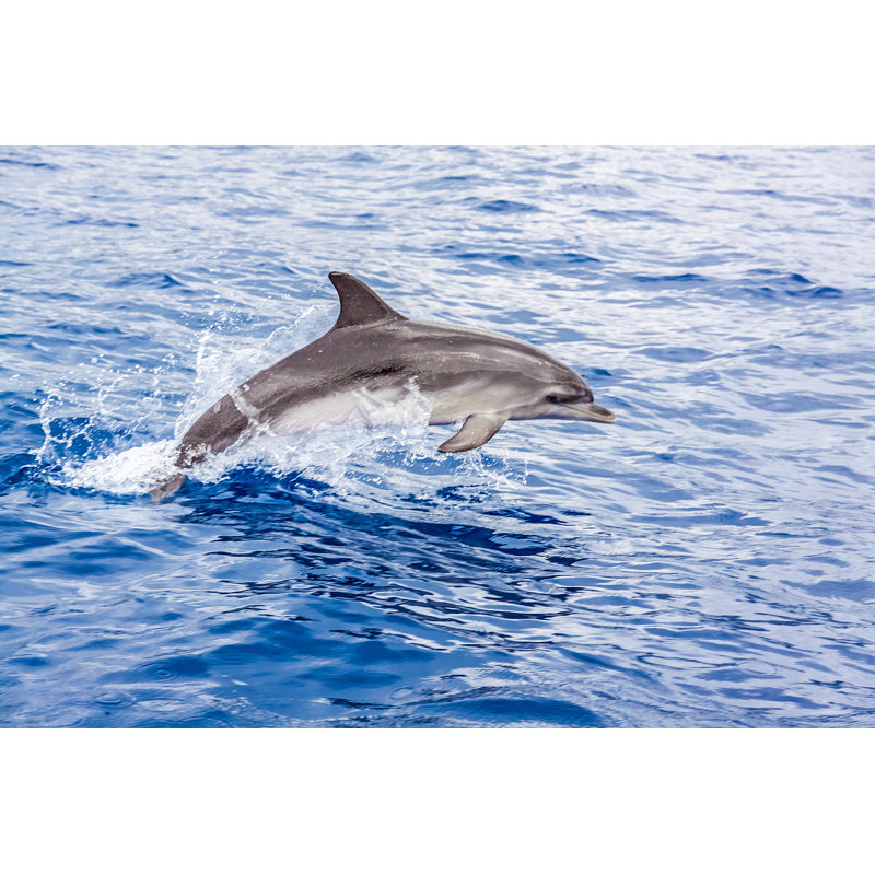 Dauphin - photographie sur toile tendue, H 8 po x l 12 po