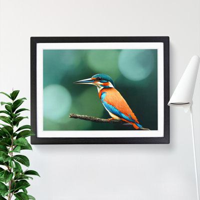 Splendid Kingfisher Bird - Framed Print