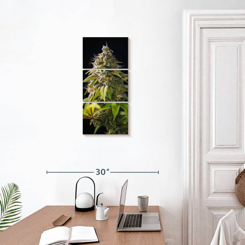 Bourgeons de marihuana, H 27 po x l 12 po