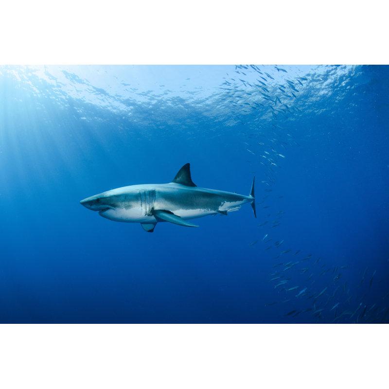 Ocean Predator by Atese - Wrapped Canvas Print, 51cm H x 76cm W