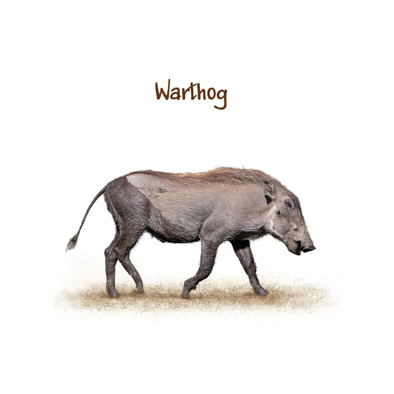 Muddy Baby Warthog Walking On White by Susan Schmitz - Wrapped Canvas Gallery-Wrapped Canvas Giclée, 12cm H x 12cm W