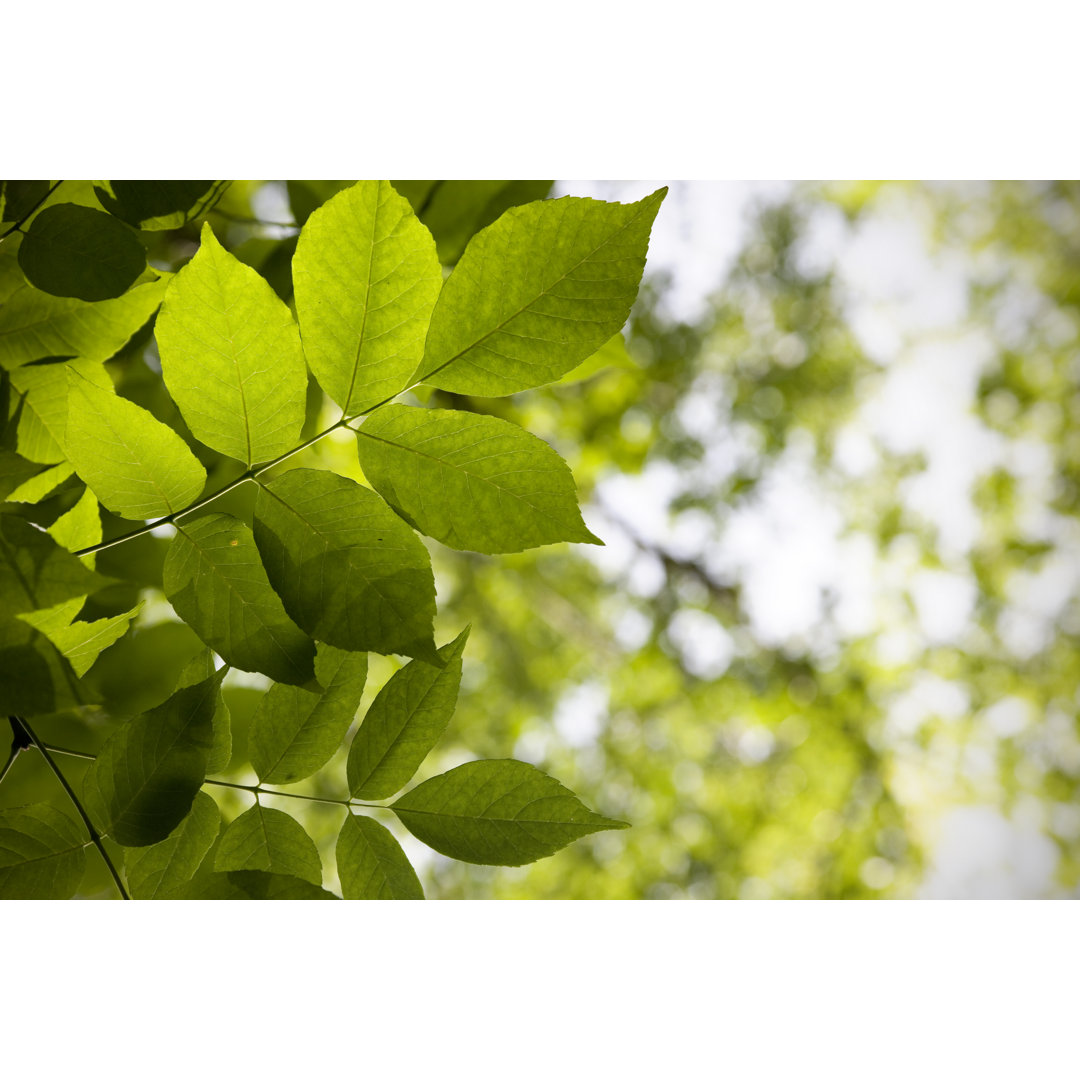 Green Foliage Background von AnkNet - Kunstdrucke auf Leinwand ohne Rahmen